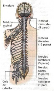 nerviosEspinales