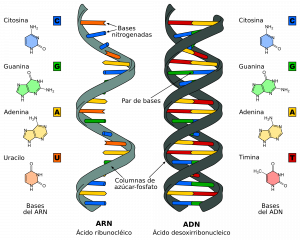 2000px-Difference_DNA_RNA-ES.svg