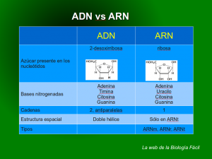adn vs arn