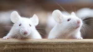 No sabemos si se acabará la calvicie pero lo que sí es inminente la aparición de ratones melenudos