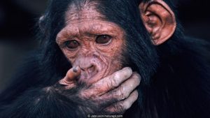 Young chimpanzee {Pan troglodytes schweinfurthii} Virunga NP, Congo
